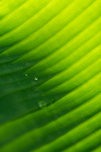 Abstract lines of Detail of banana leaf with some dew drops