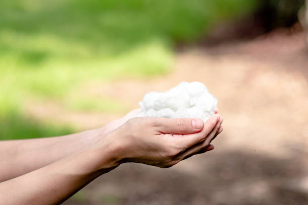 istock Hands holding polyester staple fiber with blur green grass background 1406315351