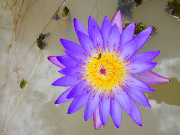 istock purple lotus flower 1406315392