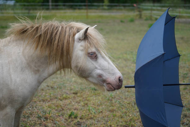 istock Shetland pony Fredo at pasture 1406316122