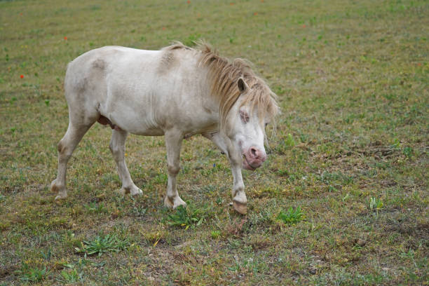 istock Shetland pony Fredo at pasture 1406316172