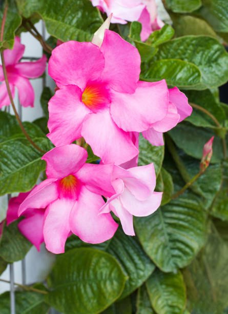 istock Pair of periwinkle flowers with light pink petals 1406316227