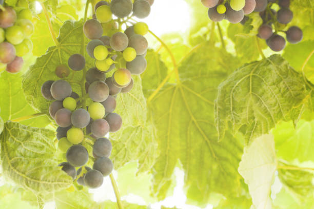 Background with ripening grapes, blurred leaves, toned, horizontal format