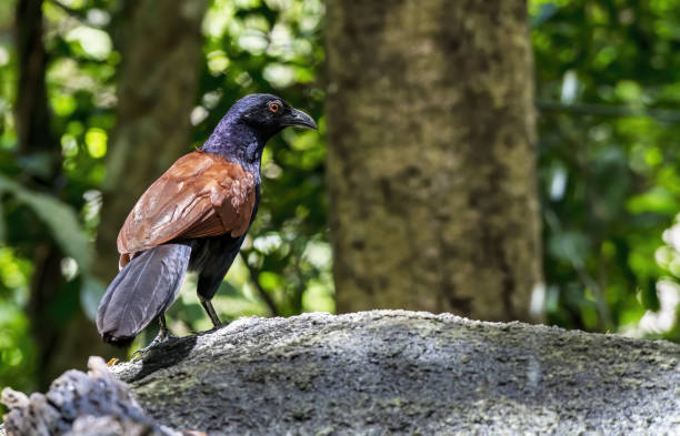 istock The greater coucal or crow pheasant perching on the stone , Thailand 1406316326
