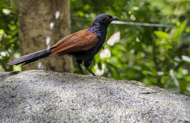 istock The greater coucal or crow pheasant perching on the stone , Thailand 1406316347