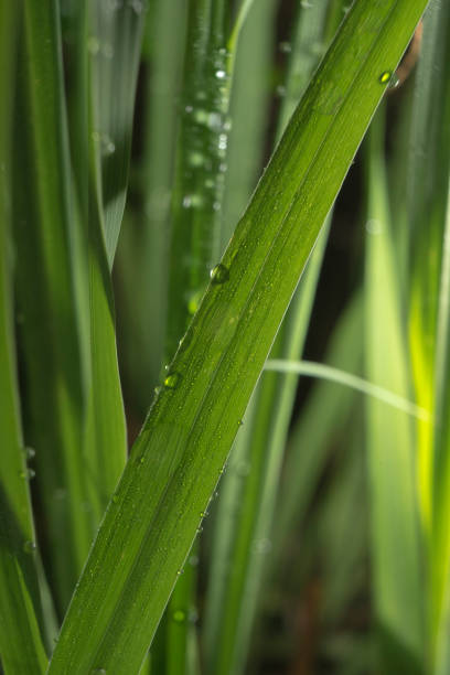 istock Closeup Lemongrass leaves after the rain 1406318522