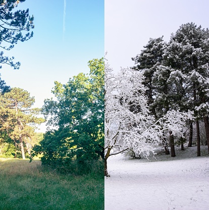 Two combined photos of the same tree photographed in summer and winter.