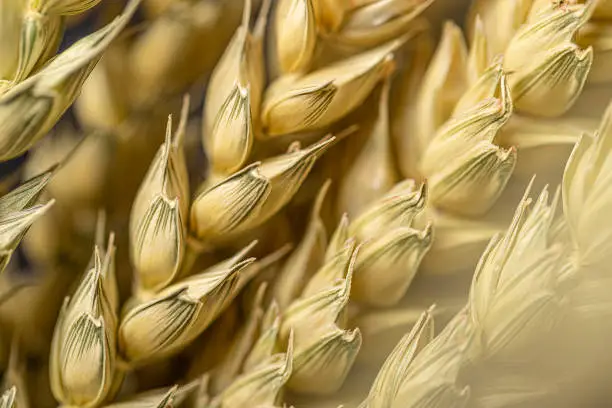 Front view of a closeup of various ears of wheat. Predominant color is light brown.