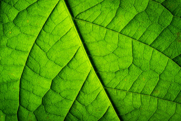 istock Macrophotography: Backlit closeup of green plant leaf 1406319408