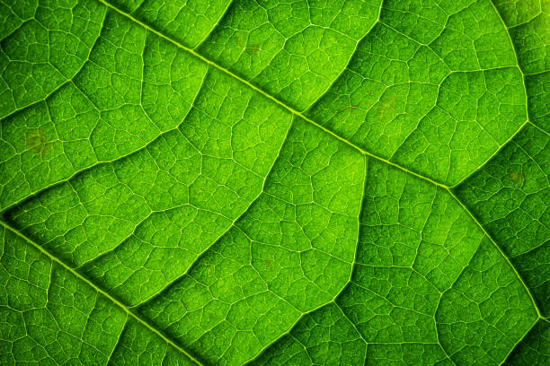 istock Macrophotography: Closeup of a backlit green leaf 1406319442