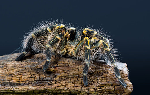 Stock photo showing a tropical tarantula spider crawling over ripe orange gourds on a wicker shelf covered in hay. This is an adult female Chilean Rose tarantula (Chile Rose / Rose Hair / Grammostola rosea), which is known for its relatively docile and placid nature.