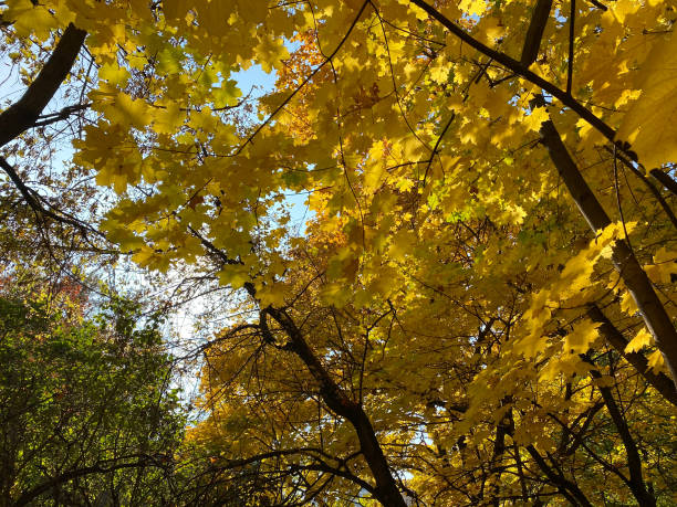 istock yellow maple leafs on tree at dry sunny autumn day 1406319559