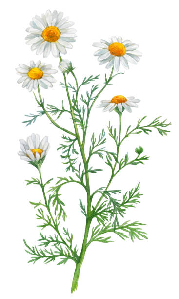 illustrazioni stock, clip art, cartoni animati e icone di tendenza di fiori di camomilla ad acquerello - german chamomile chamomile plant smelling flower