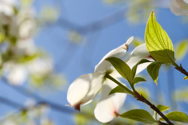 istock Dogwood tree in the blue sky 1406321148