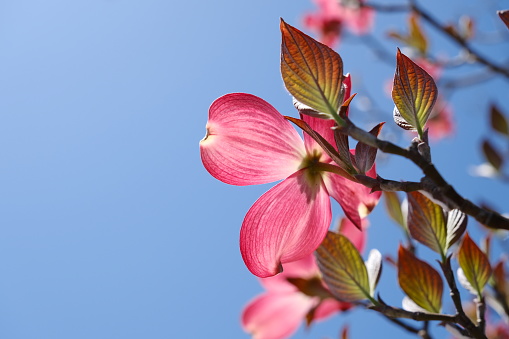 Close-up of pink dogwood shining against the blue sky
