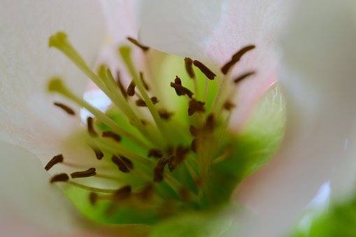 Close-up of melon flowers