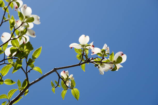 White dogwood shining against the blue sky