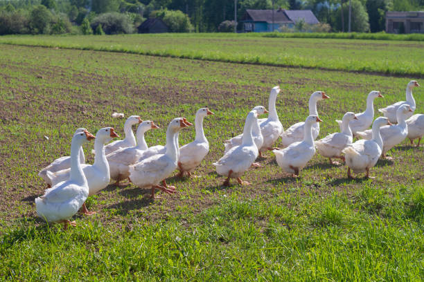 istock White domestic geese graze in the meadow in summer or spring 1406322732