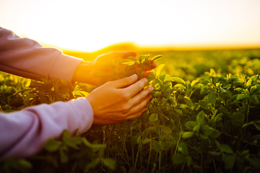 Female hand touches green lucerne  in the field  at sunset. Agriculture, organic gardening, planting or ecology concept.