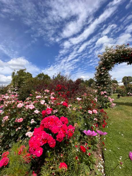 istock A rose garden in the summer time. 1406323777