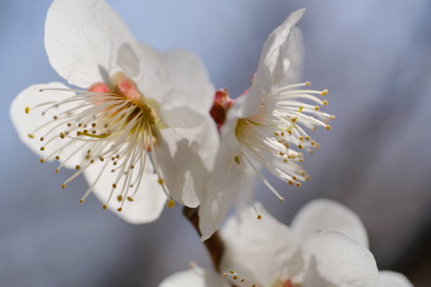istock Close-up of ume blossoms 1406324389