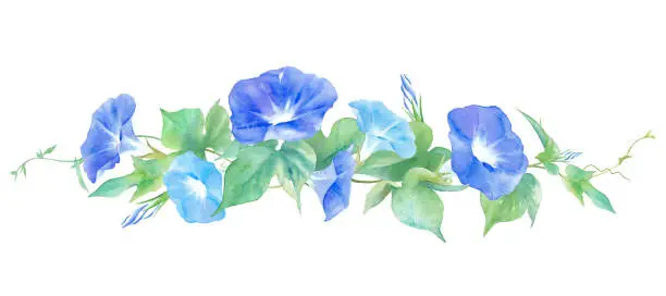 Vector illustration of Two-colored morning glory flower. Watercolor illustration. Decorative ruled lines.