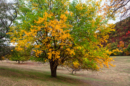 Tree with yellow and green leaves . Early autumn nature