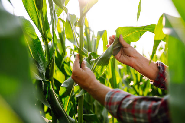 Farmer agronomist standing in green field, holding corn leaf stock photo