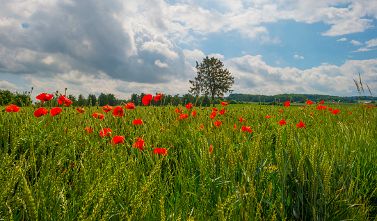 Colorful wild flowers in a green grassy meadow in bright sunlight in springtime, Voeren, Limburg, Belgium, June 11, 2022