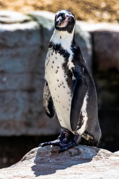 istock Humboldt penguin (Spheniscus humboldti) is a medium-sized penguin from South America 1406330118