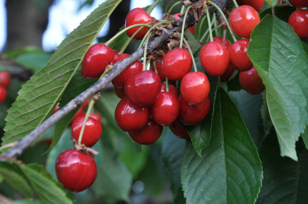 istock Branch with ripe berries of cherries 1406330139