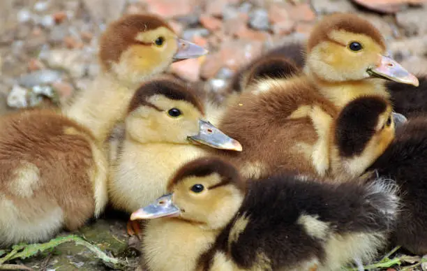Photo of Young ducks of musk breed (Cairina moschata)