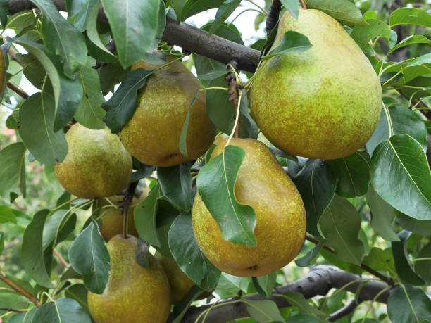 istock Pears ripen on the tree branch. 1406332541