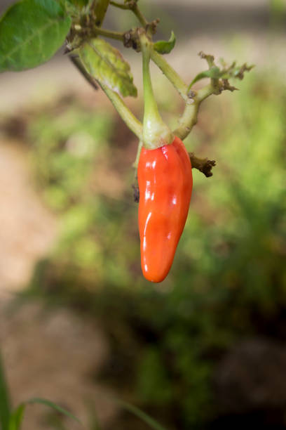 istock Red hot chilli closeup detail 1406332583