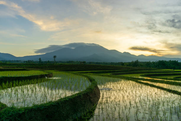 istock Sunrise view on mountains and rice fields in Indonesia 1406332679