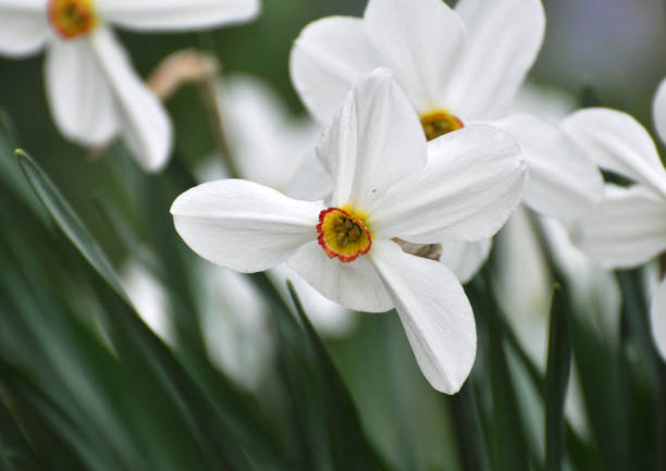 istock Narcissus (daffodils) bloom in the flowerbed. 1406333501