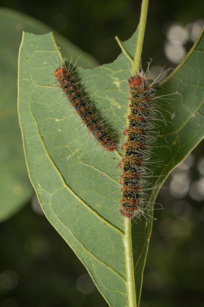 istock Two cricula trisfenestrata helf caterpillars on avocado leaf 1406333627
