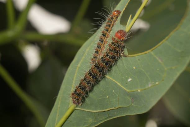 istock Two cricula trisfenestrata helf caterpillars on avocado leaf 1406333655