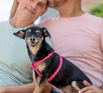 An eleven year old female mixed breed Chihuahua sits on the lap of her two owners in a park in June.
