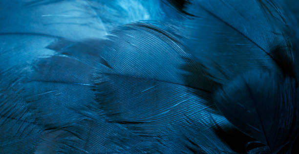 istock blue hawk feathers with visible detail. background or texture 1406333785