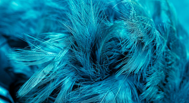 istock blue feathers with visible detail. background or texture 1406333786