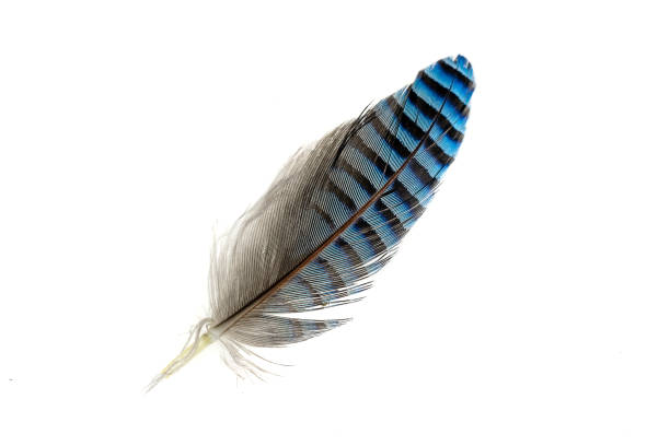istock blue with black striped jay feather on white isolated background 1406333795