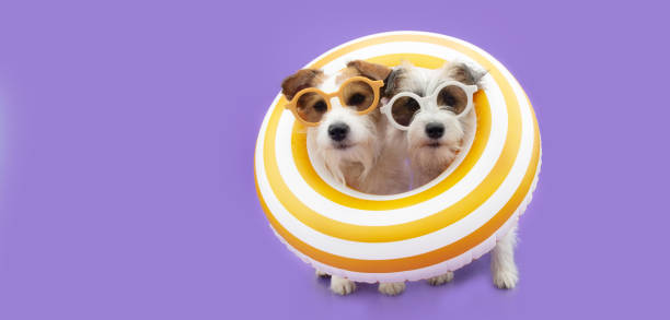 dog summer. two jack russell inside a  yellow ring inflatable. isolated on purple background - inflatable ring inflatable float swimming equipment imagens e fotografias de stock