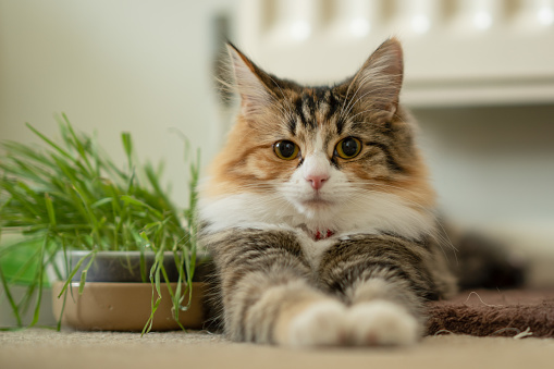 Calico cat kitten