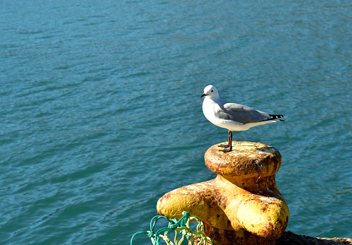Seagull resting on a mooring post