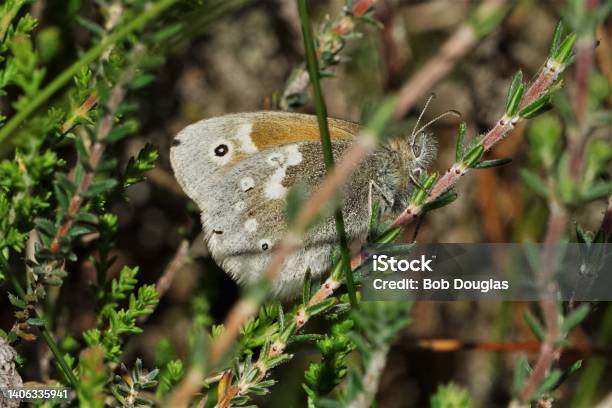 Large Heath Butterfly Stock Photo - Download Image Now - Animal Antenna, Animal Body Part, Animal Wing