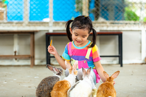 Happy little Asian child girl feeding carrot to the rabbit in the park on summer vacation. Happy children kid enjoy and fun outdoor activity learning and playing with bunny at park. Children education and pet love concept