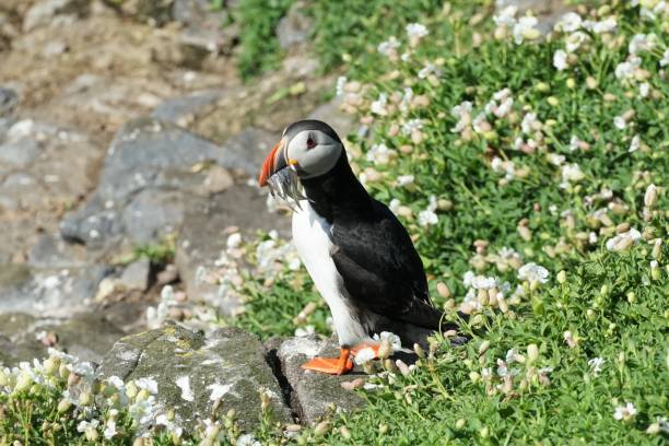 puffin, île de may - may photos et images de collection