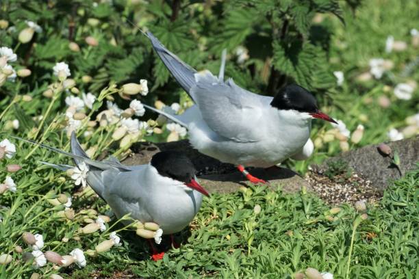 istock Arctic Tern, Isle of May 1406336707