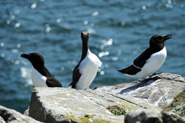 razorbills et guillemot, île de mai - may photos et images de collection